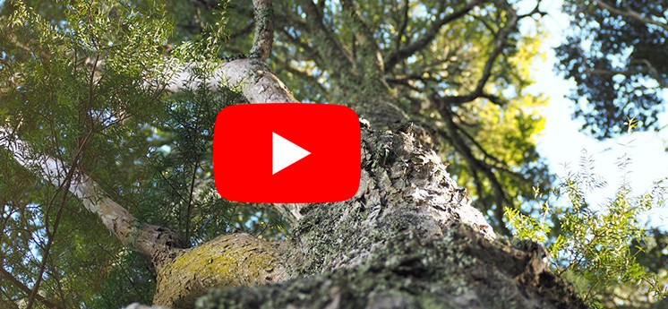 Stakeholder comms Rotorua